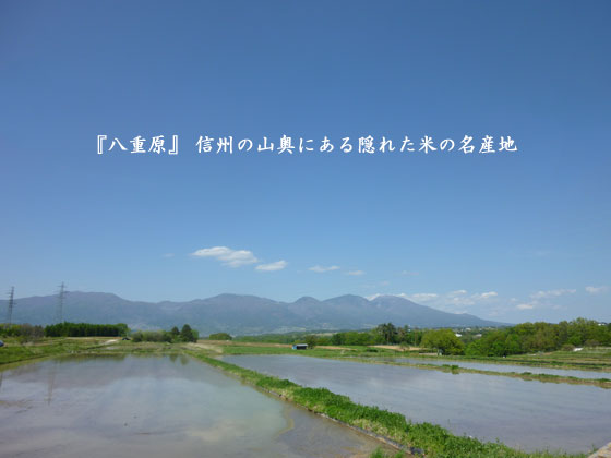 白倉ファーム　特別栽培米　風さやか