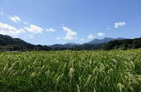 鳥取県東伯郡のお米