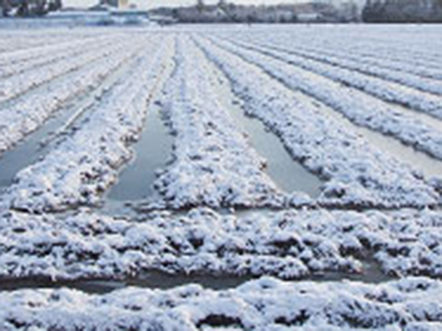 冬水田んぼ（冬期潅水）